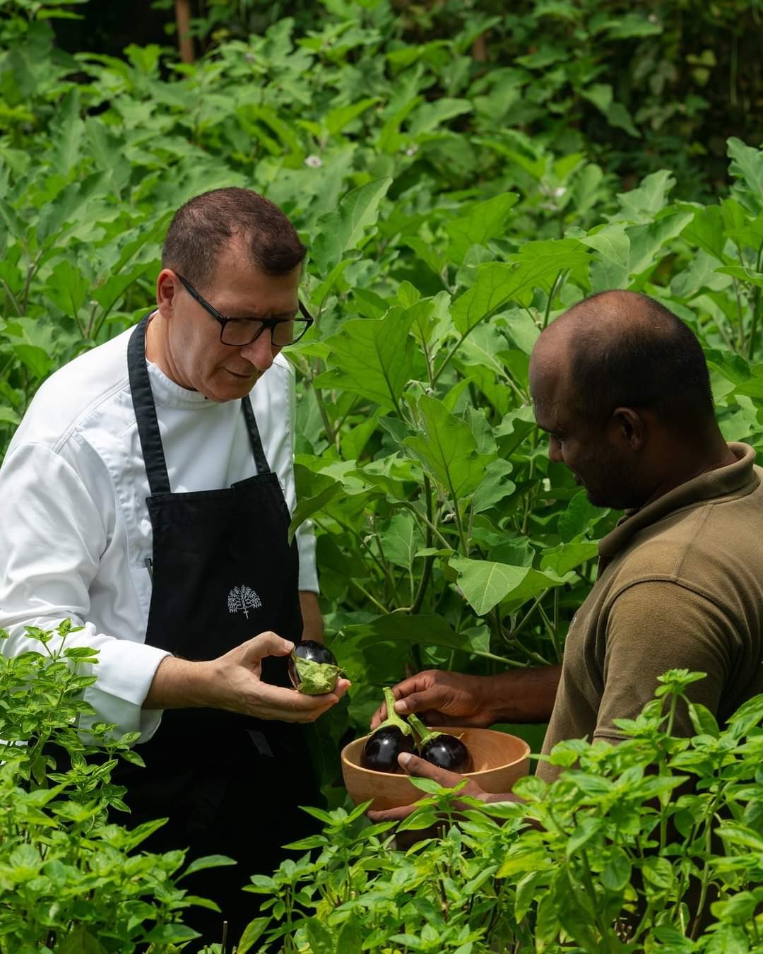Chef Gaetano Sgroi selecting freshly picked aubergines in the garden