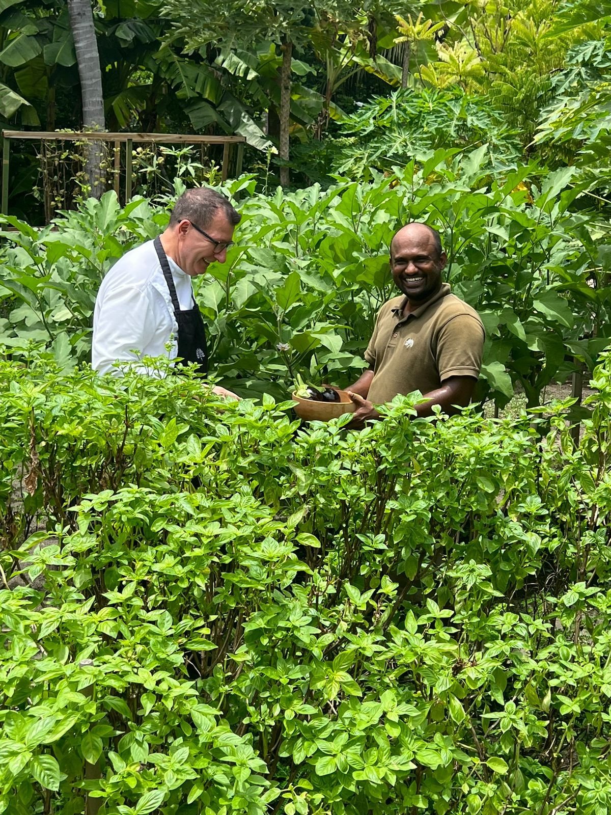 Chef Gaetano Sgroi harvesting in the resort's organic garden